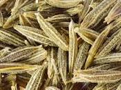 Fitoterapia :Cumino digestione.