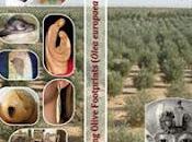 grande progetto editoriale internazionale l'olivo: Following Olive Footprints.