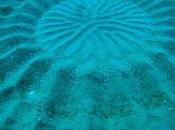 Pesce palla crea cerchi nella sabbia