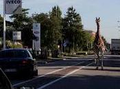 Giraffa “struscio” centro Imola