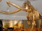 dinosauro giardino