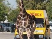 Giraffe libere?