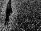 Poesia: Limone sulle ferite