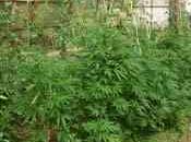 Porto Torres localita’ Biancareddu nasconde piante marijuana