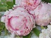 Fiori rosa... fiori tavolo...