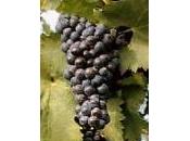 Malvasia Nera Lecce