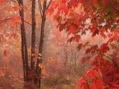 Fall Foliage America nord