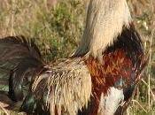 Quando gallo...dava fastidio