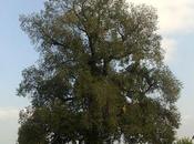 Alberi monumentali, l’olmo campestre Villanova sull’Arda (PC)