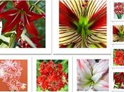 L'Amaryllis