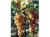 Garganega
