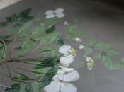 Fossili vita quotidiana