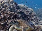 iPhone problemi alle mappe Street View tuffa negli oceani