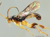 Scoperte nuove specie vespe America