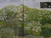 Enciclopedia delle erbe, uscita Gardenia