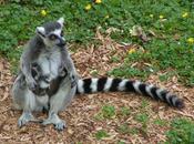 Album Famiglia Proscimmie