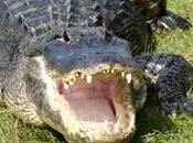 Alligatore stacca mano: multano “per avere dato cibo agli animali senza permesso”