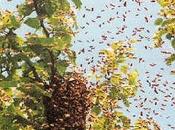 Anziano Arbrea ucciso sciame vespe