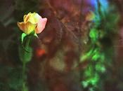 DISHWASHED FILM parte Rainbow Roses