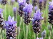 Fitoterapia :Lavanda relax.