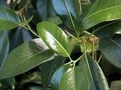 ficus robusta