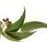 Olio essenziale Eucalipto: proprietà
