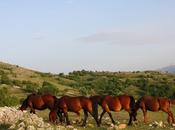 Vacanze cavallo Abruzzo