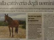 quotidiano Tirreno" articolo cavalli dell' Montaione