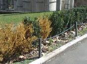 Ancora lungotevere, ancora scene "solo roma": abbattono albero, quel resta trasforma discarica