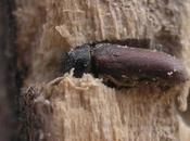 Rimedi Naturali contro tarli legno