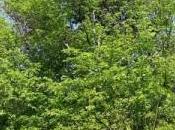 carpino come cura l’inverno