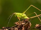 Sulla grandezza gineprai bug).