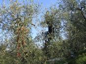 iniziato raccolta delle olive