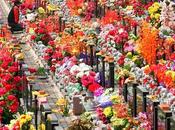 Pordenone: racket fiori rubati cimitero