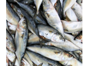 Olio pesce, proprietà benefici