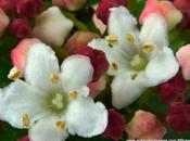 Viburnum tinus (fiori)