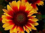 Gaillardia