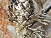 Pigne argentate nostra casa Natale
