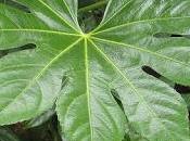 Aralia