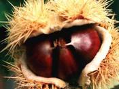 Dolci d'autunno