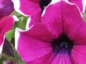 Campanula fucsia
