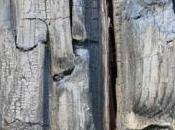 Free Burnt Wood Texture Legno Bruciato