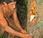 Dalla foresta amazzonica: l’olio copaiba