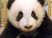 Xiao Liwu Questo nome piccolo panda Diego