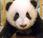 Xiao Liwu Questo nome piccolo panda Diego