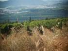 Territorio tutela dell’ambiente, urgente semplificazione normativa