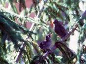 incontri ravvicinati alberi