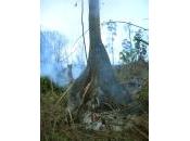 Come Asia Pulp Paper inganna propri clienti