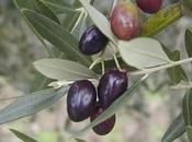 olive nere