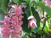 “Medinilla”